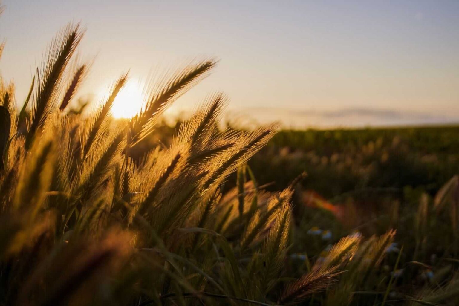 Wheat Holding Losses Post USDA Report Wheat Holding Losses Post USDA Report
