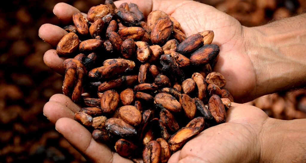 Robust Supplies and Tepid Demand Hammers Cocoa Prices