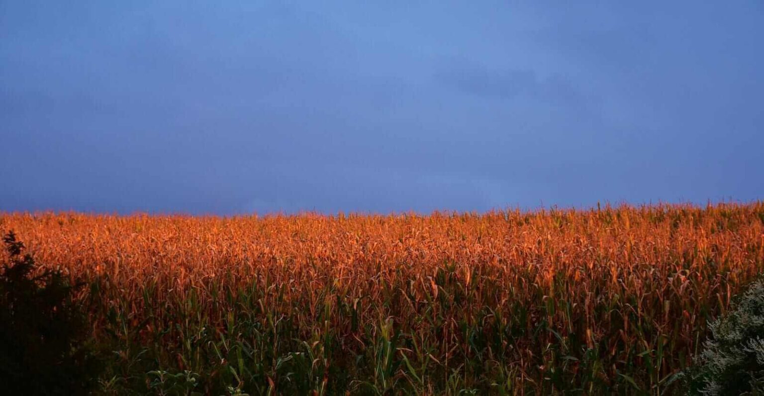 Corn Slipping Lower on Tuesday