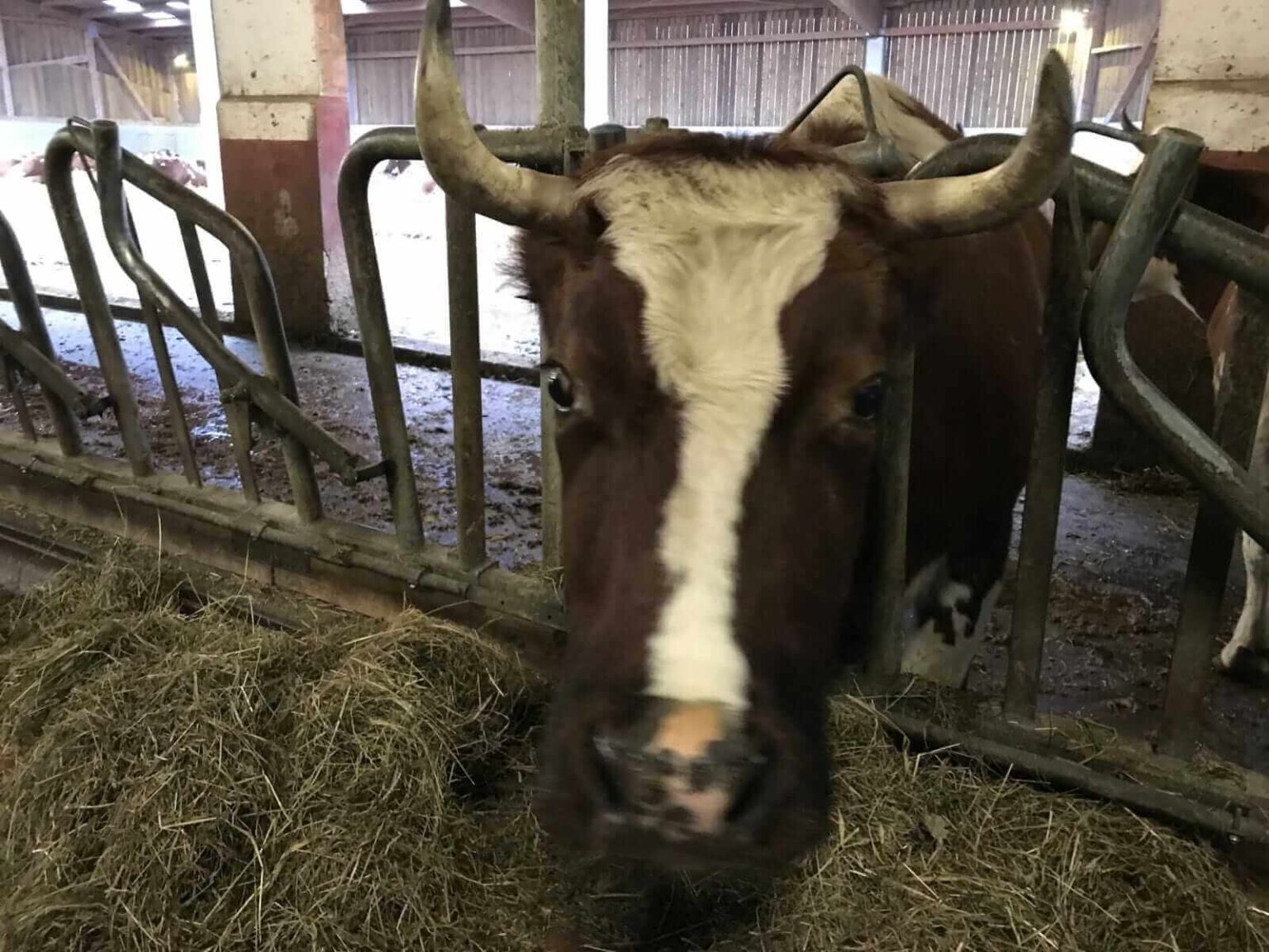 Cattle Bulls See Late Session Strength