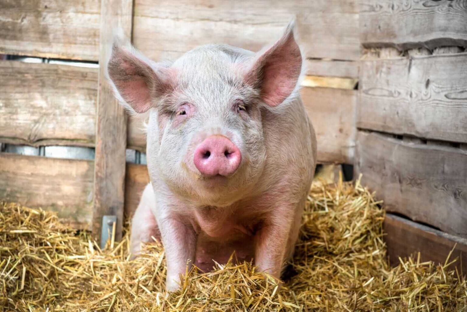 Hogs Close Mostly Lower on Friday