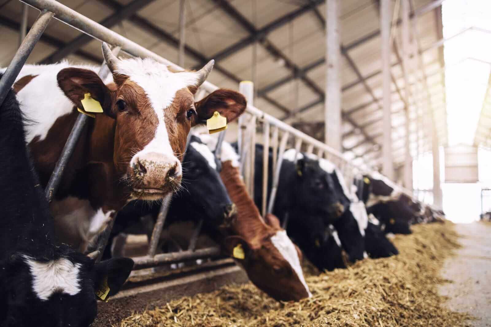 Cattle Look to Close out the Week