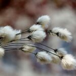 Cotton Posting Monday AM Gains