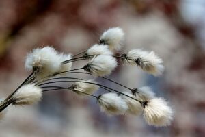 Cotton Posting Monday AM Gains