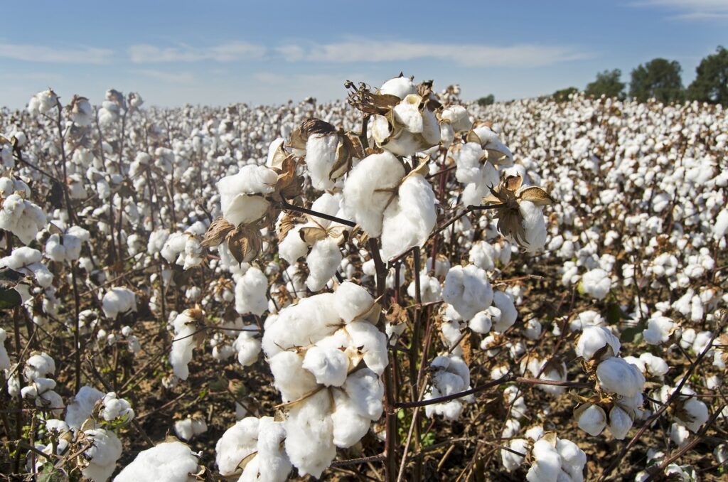 Cotton Rally Extending into Wednesday