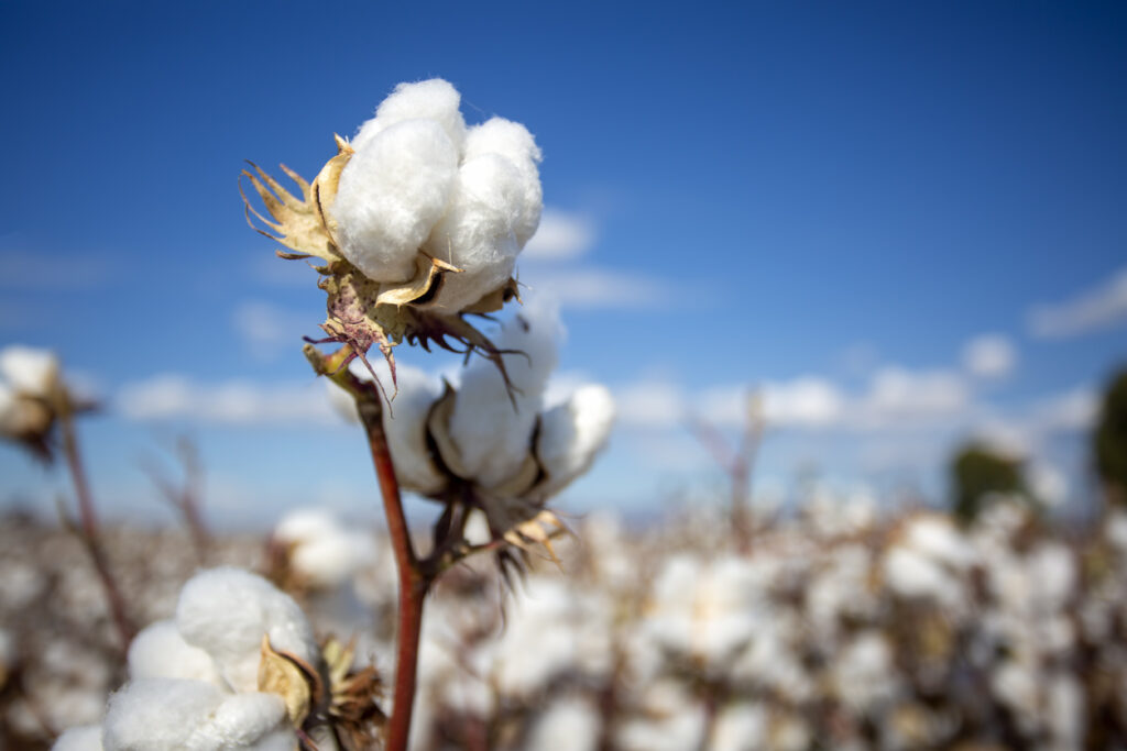 Cotton Slipping Lower on Friday
