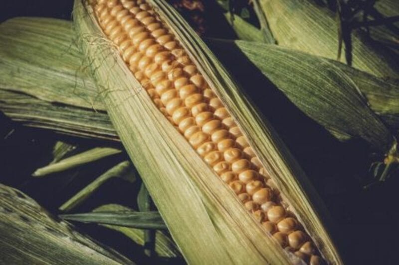 Corn Showing Fractional Gains Early Turnaround Tuesday