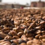 Cocoa Prices Fall on Rising Nigerian Cocoa Exports