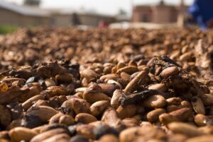 Cocoa Prices Fall on Rising Nigerian Cocoa Exports