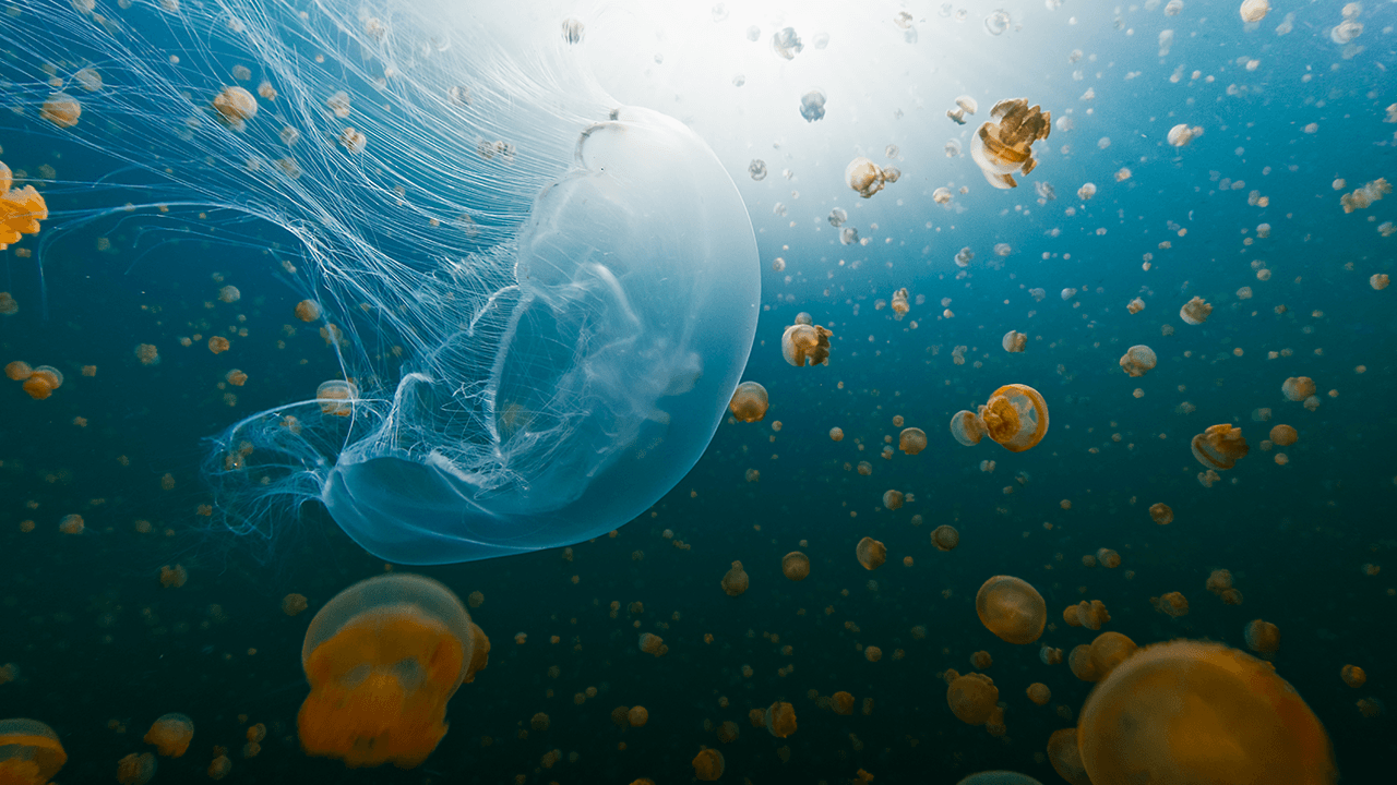 NASA Sent Thousands of Jellyfish to Space in 1991. The Babies Born Up There Couldn't Handle Earth